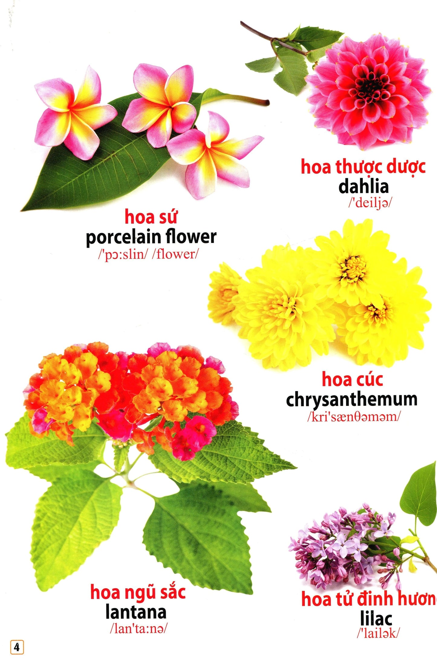 Từ điển bằng hình - Hoa, quả, rau củ Pictionary of Fruits and Vegetables in Vietnamese and English