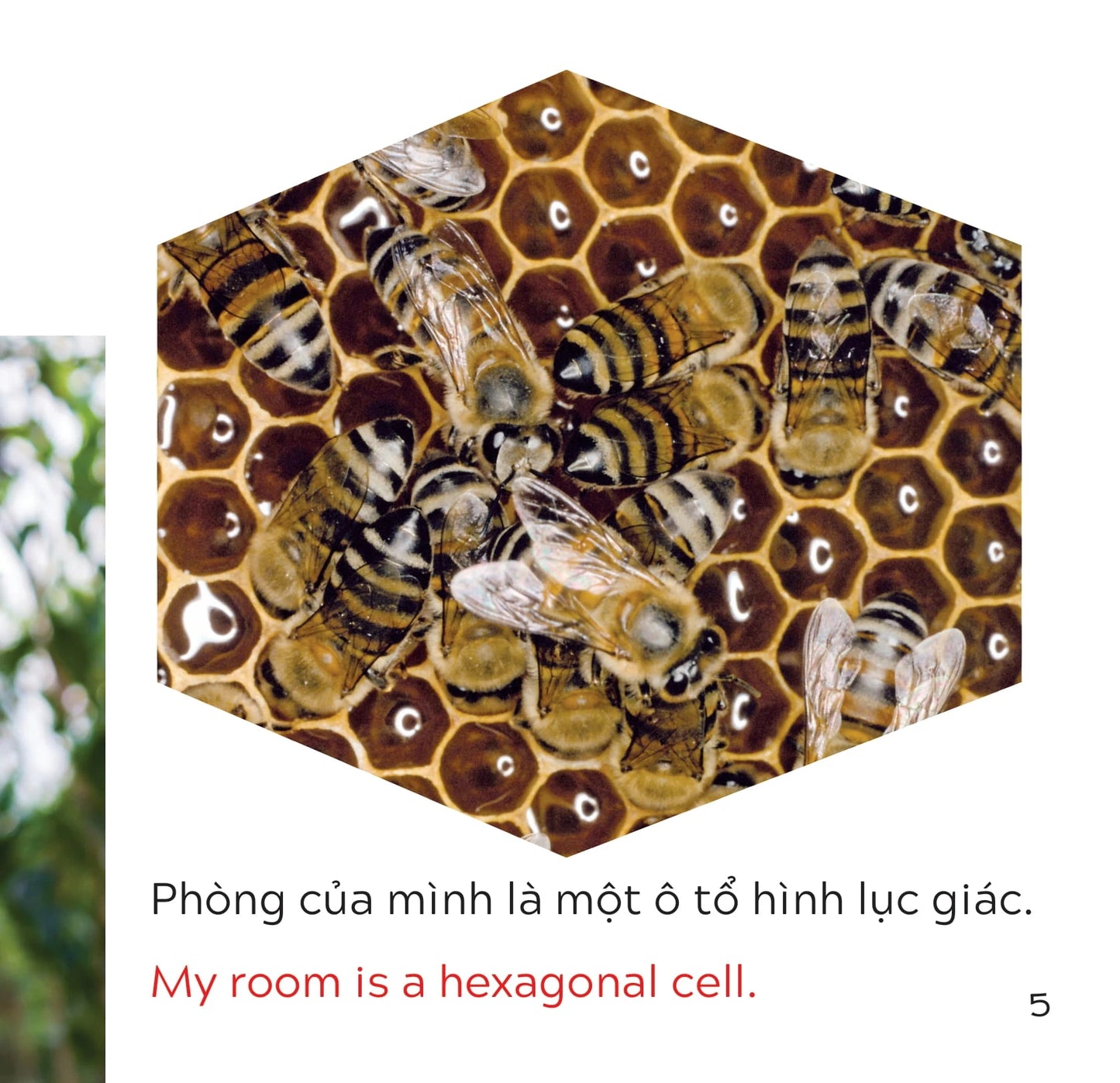 Combo 10 Cuốn Sách Bách Khoa Tri Thức Song Ngữ Cho Bé|Explore the World Series for Kids (bilingual Vietnamese Englis)| Real Photo Learning | Vocabulary & Knowledge