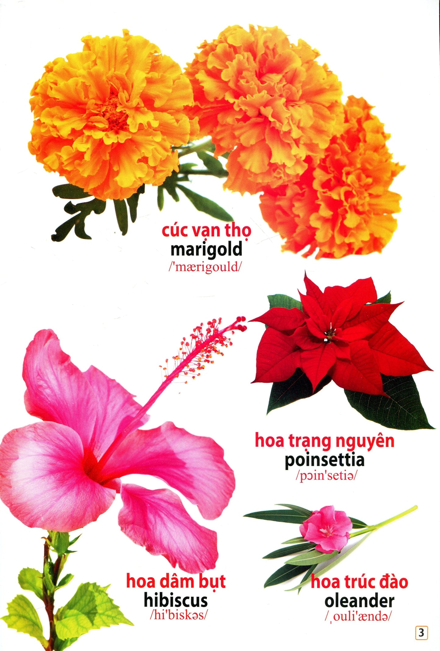 Từ điển bằng hình - Hoa, quả, rau củ Pictionary of Fruits and Vegetables in Vietnamese and English