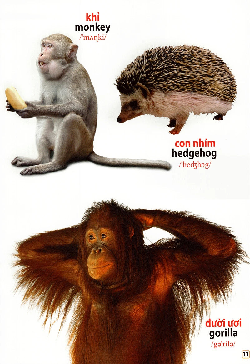 Picture Dictionary: Animals Around Me Từ điển bằng hình song ngữ động vật quanh em