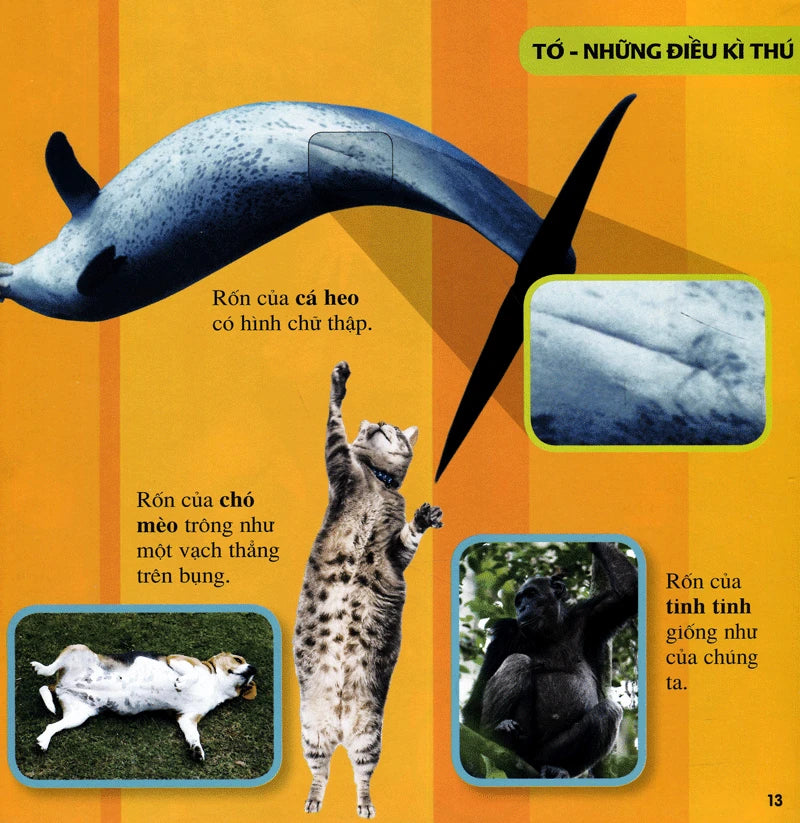 Cuốn Sách Lớn Đầu Tiên Của Tớ: Những Câu Hỏi Tại Sao|My First Big Book: Why Questions|National Geographic Book for Kids Vietnamese Version