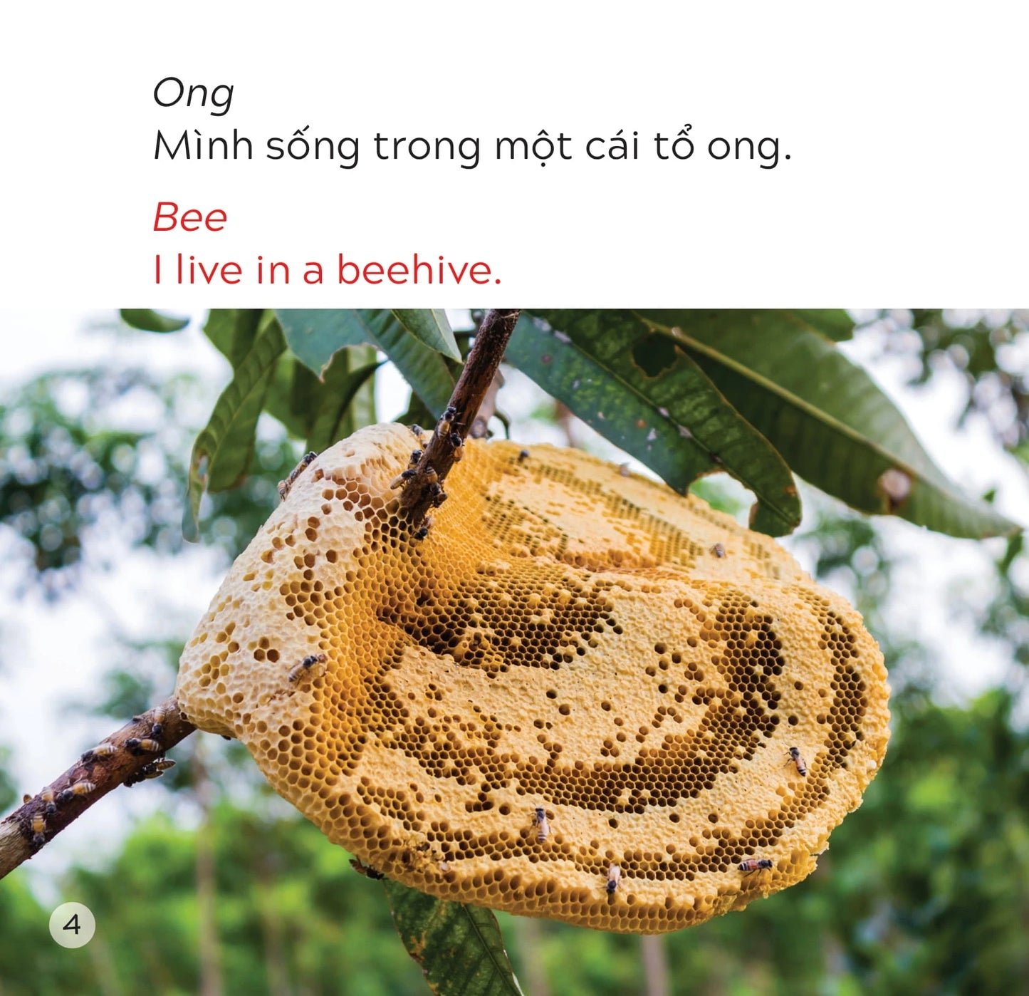 Combo 10 Cuốn Sách Bách Khoa Tri Thức Song Ngữ Cho Bé|Explore the World Series for Kids (bilingual Vietnamese Englis)| Real Photo Learning | Vocabulary & Knowledge